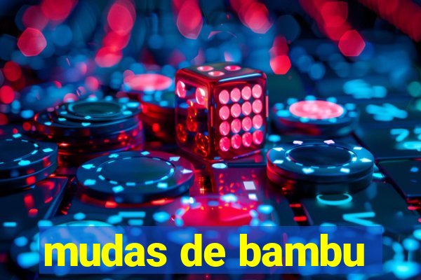 mudas de bambu