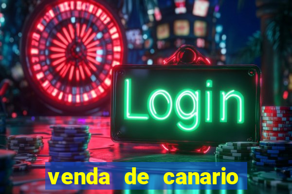 venda de canario belga bahia
