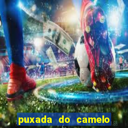 puxada do camelo no jogo do bicho