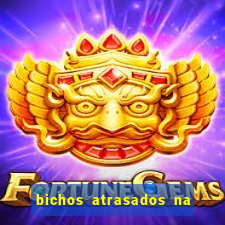 bichos atrasados na loteria federal